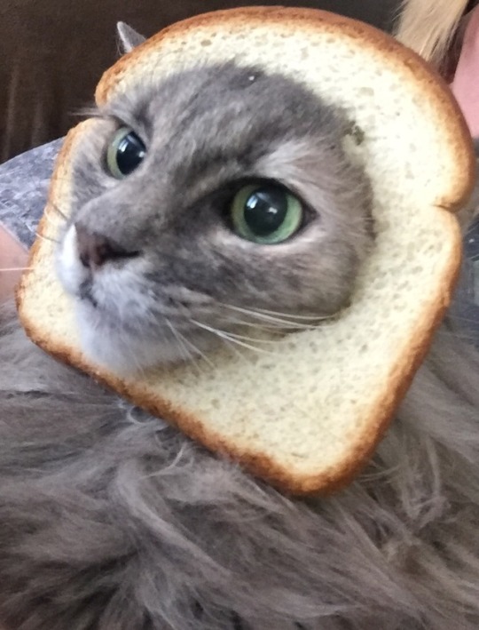 breadcat on Tumblr