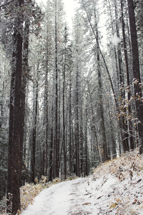 Snowy day in the woods.On a hike in Alberta.