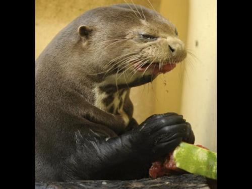 otter zoom