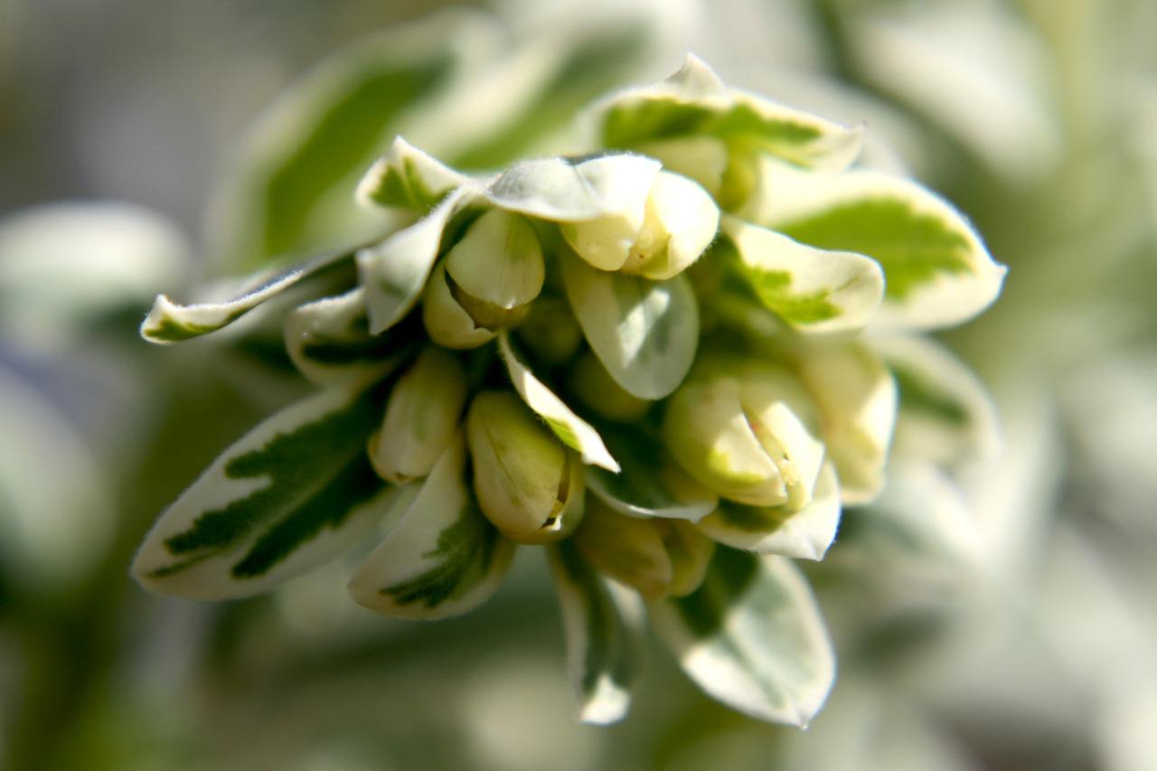 A closeup of cream, yellow, and green euphorbia flowers and leaves