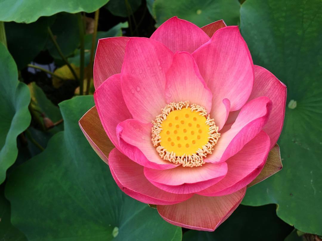 Lb Good Morning Hello To You Too Beautiful Lotus