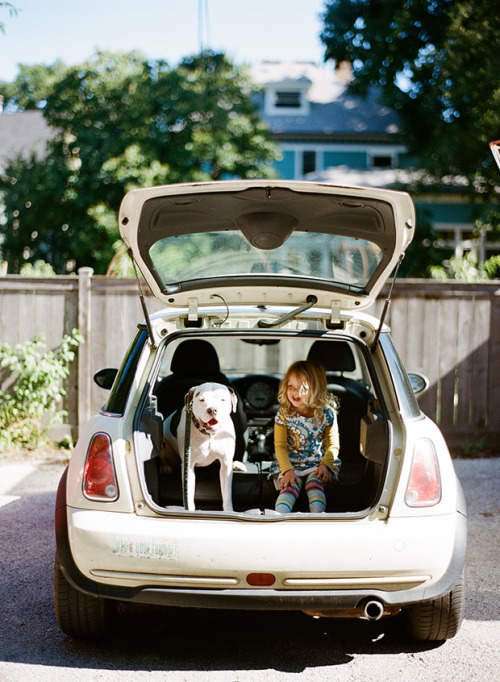 bobbycaputo:15 Irresistible Photos of Dogs in Cars