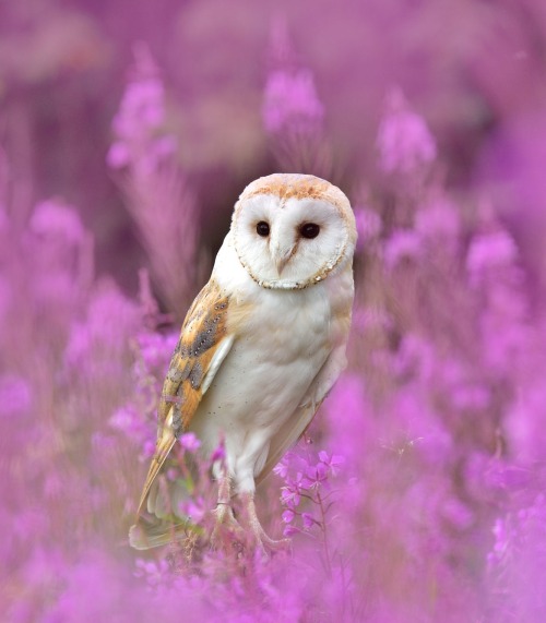 beautiful-wildlife:
“ Barn Owl by Lukáš Zeman
”