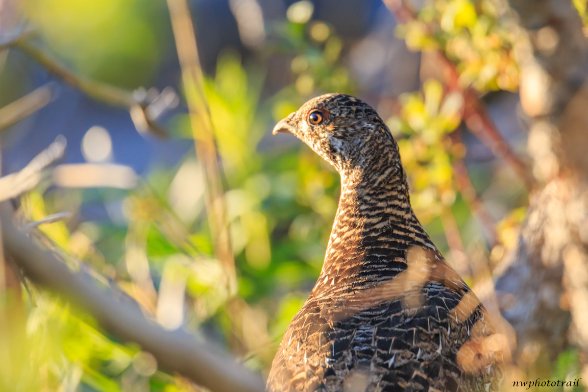 Photo's from Washington State||www.nwphototrail.com — Female Sooty ...