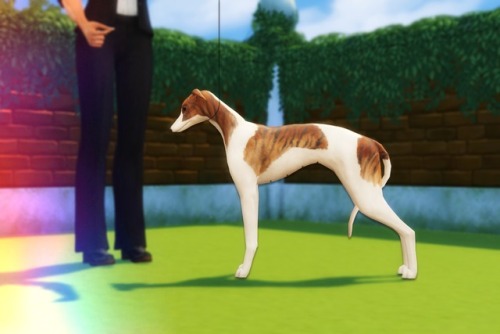 willowsims18