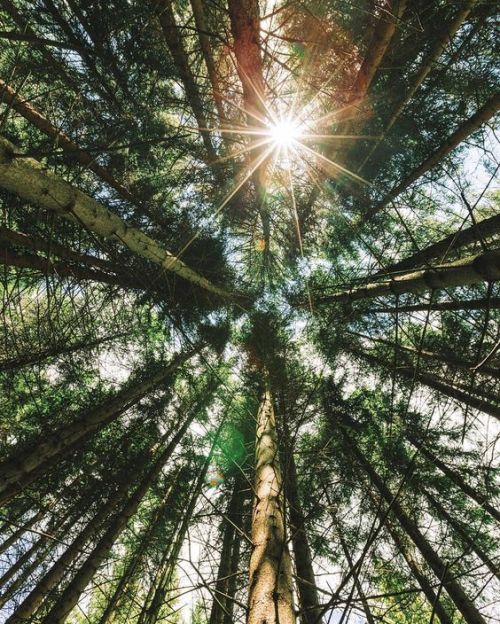 brookbooh:Forest views