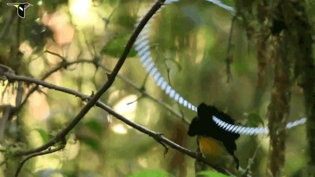 Strange Biology Fabulous Dancing Birds Of Paradise