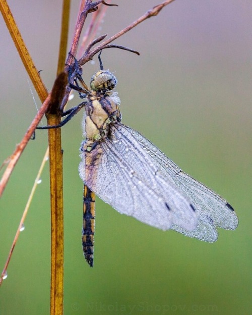 Dragonfly#animals #odonataanisoptera #odonata #anisoptera...