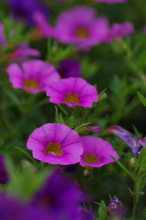 photo flower flowers Petunia 写真 花 紫陽花 アジサイ あじさい 272E