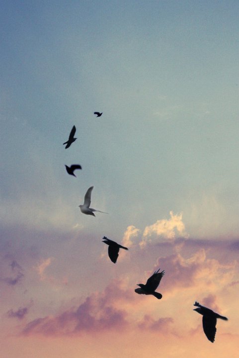 hipsterboho:birds