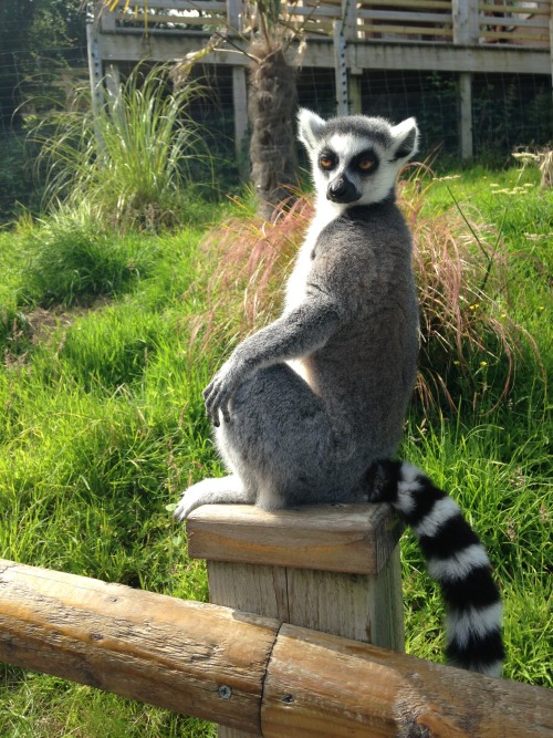 actionables:cakejam:this lemur didn’t seem pleased that i...