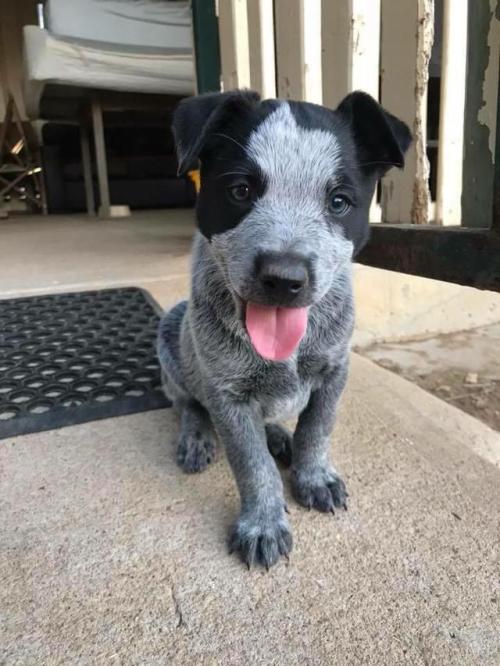 Say hi to Ollie the blue heeler via /r/aww...