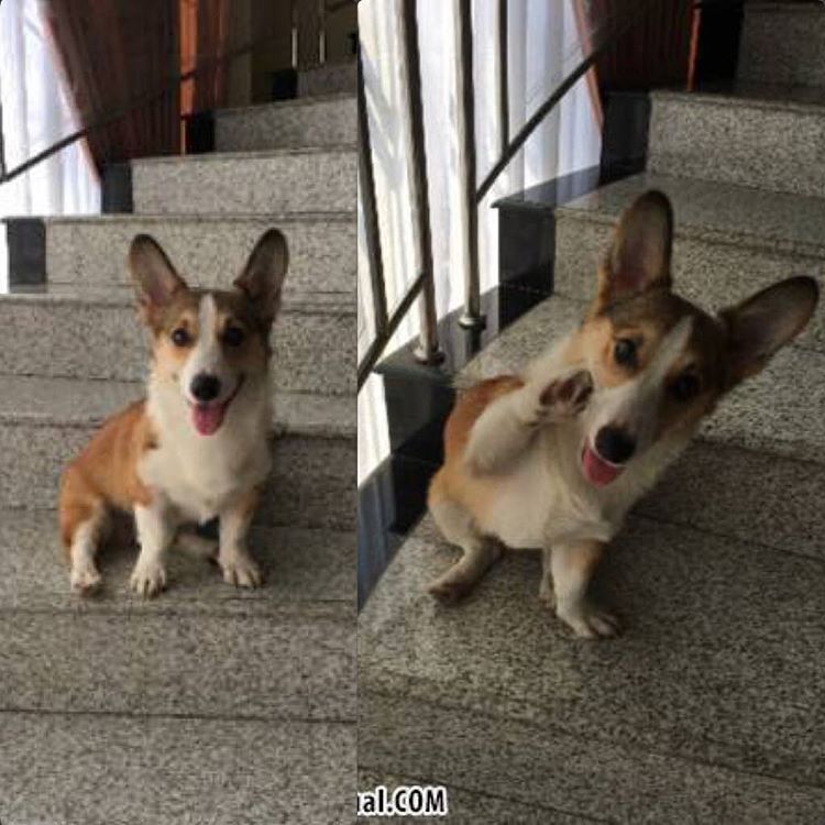Anjingdijual Dijual Anjing Pembroke Welsh Corgi Jantan