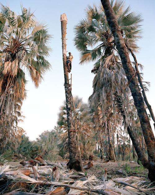 thesoulfunkybrother:- Palm wine collectors , Kunene Region ....