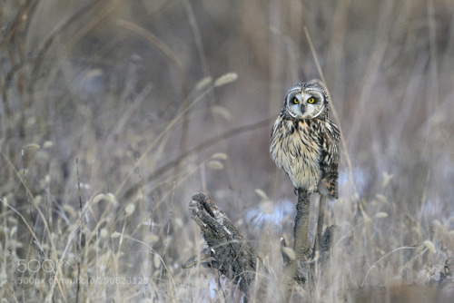 Short-eared Owl perching tree bush resting nature animal