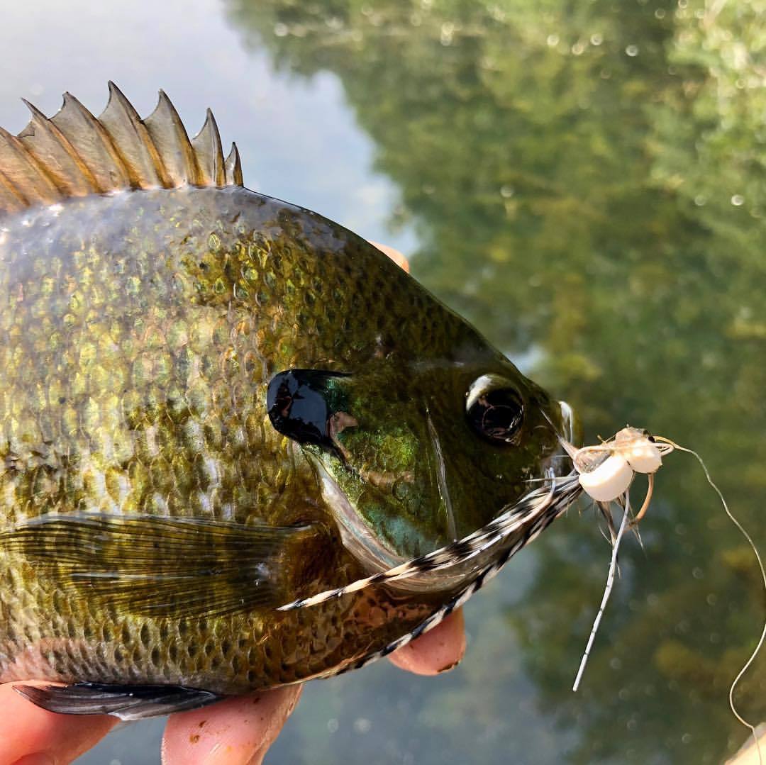 Panfish On The Fly — Late Summer Panfish! #panfishonthefly #panfish