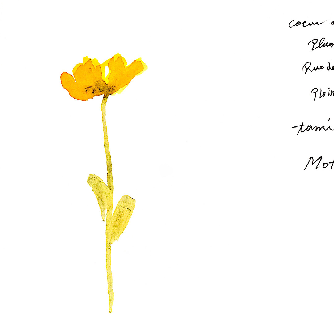 Une Tami 黄色いお花
