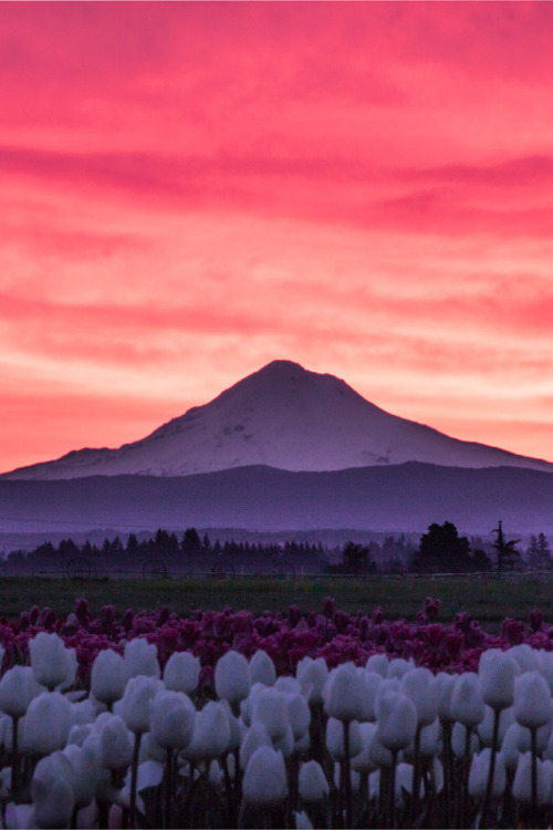 avenuesofinspiration:Tulip Fields | Bryan Chun © | AOI