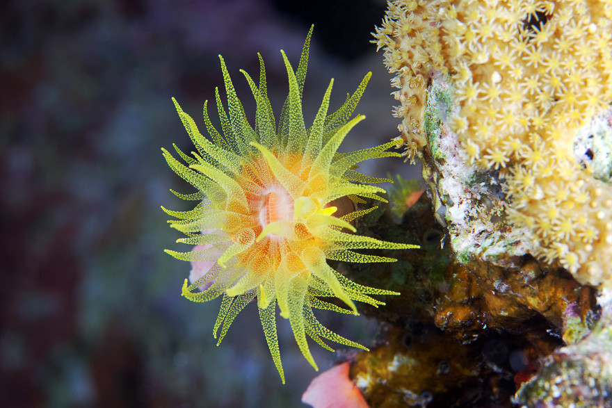 Nature and more: Sun Coral: Tubastraea Commonly known as Sun...