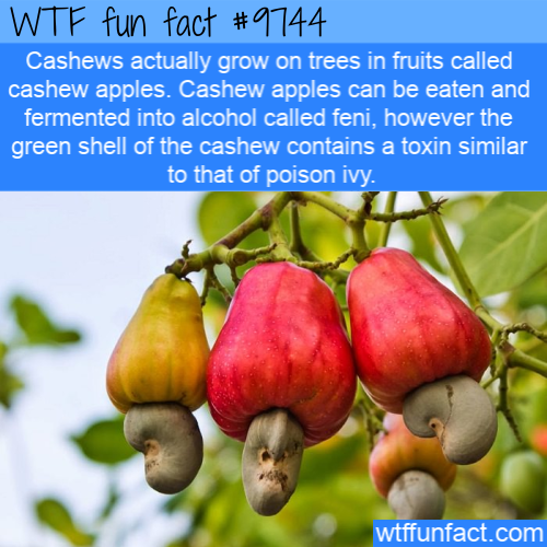 Amazing Random Fact: Cashews actually grow on trees in fruits called cashew apples. Cashew apples can be eaten and fermented into alcohol called feni, however the green shell of the cashew contains a toxin similar to that of poison ivy.