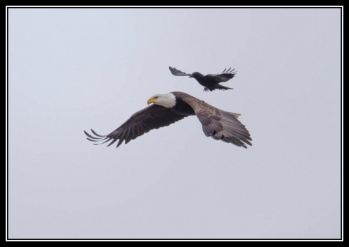 adhemarpo:Le corbeau et l’aigle. (Babacar animalier)