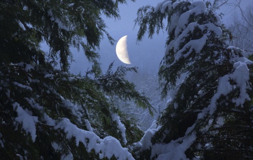 thetwilightgarden:snowy boughs with moon by Molly...