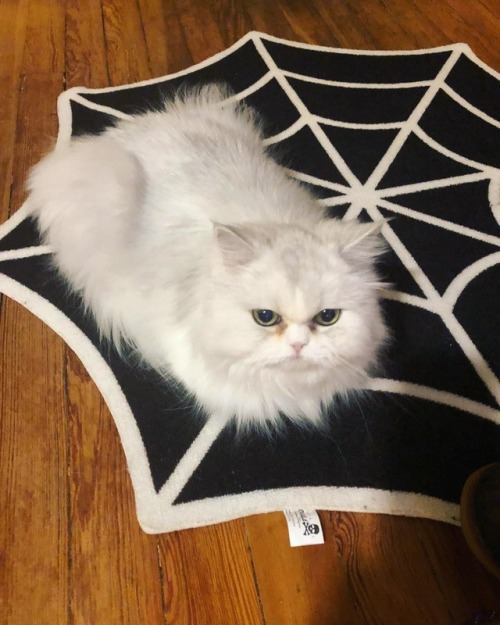 bookofoctober:Cats apparently love these spiderweb rugs...