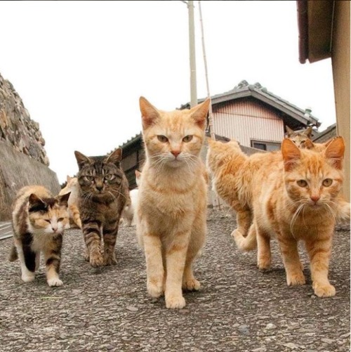 supermodelcats