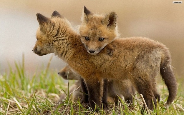 Fox World : Cuddling Baby Foxes Request