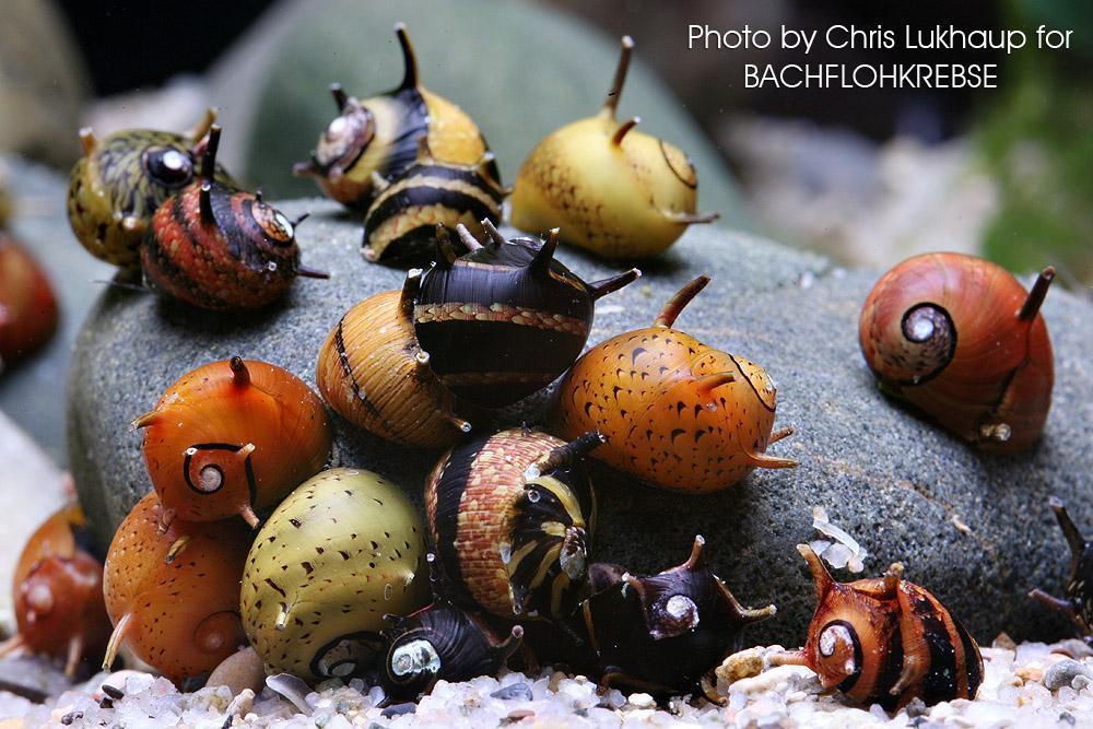 24/7 fishblr — Horned Nerites!! These freshwater snails