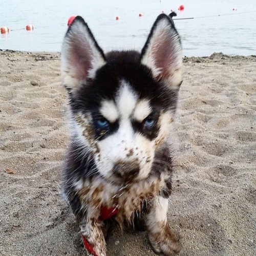 herepet:Source: instagram.com, huskies_corner Tag your friends...