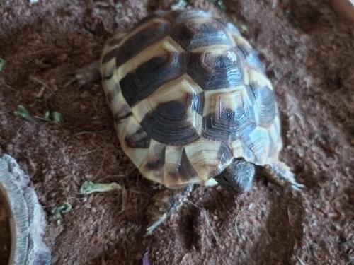 tortus-blog