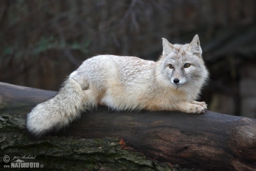 everythingfox:This is a Corsac foxPhoto byJiri Bohdal