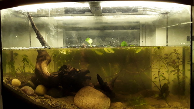 Did a little foraging behind my house for some moss. Is there anything  special I should do before fully submerging them? : r/PlantedTank
