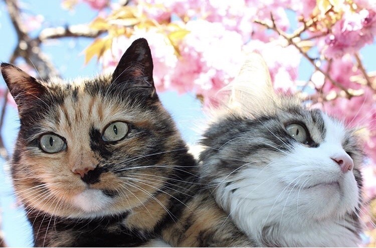 #cat from Animals are Friends