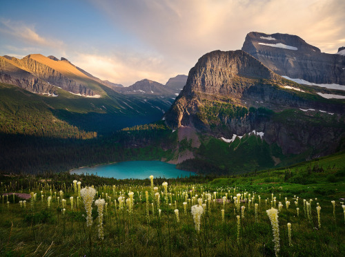 te5seract:Alpine Meadow, Glacier Park, Montana &Bear...