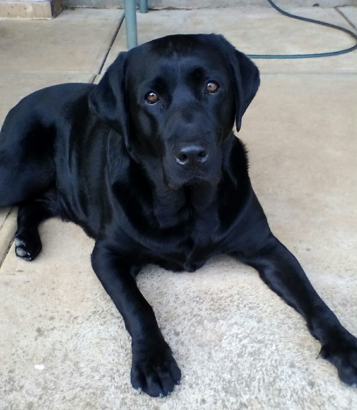 This is my beautiful Black Lab Oliver..we live in... - We Love Labrador ...