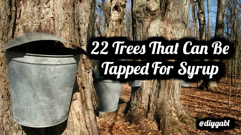 types of maple trees for syrup