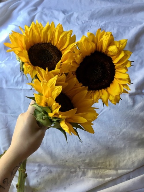 tealesbian:“The sunflower is mine, in a way.” ― Vincent van...