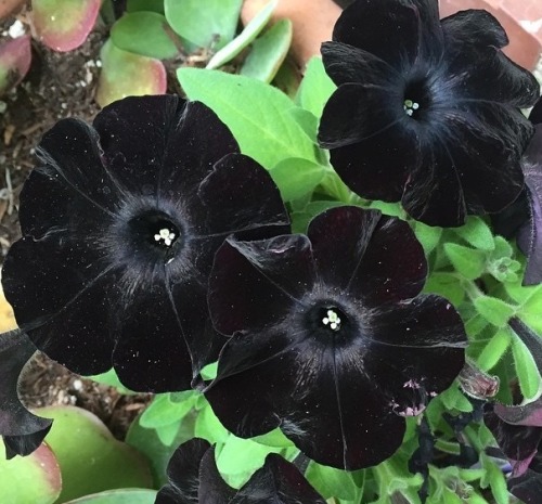 black flowers velvet petunia petunia black velvet flora edit