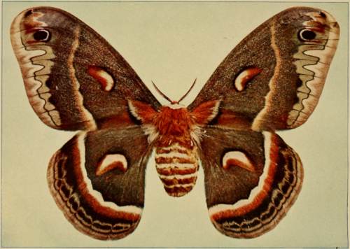 nemfrog:Cecropia, North America’s largest native moth. Insect...