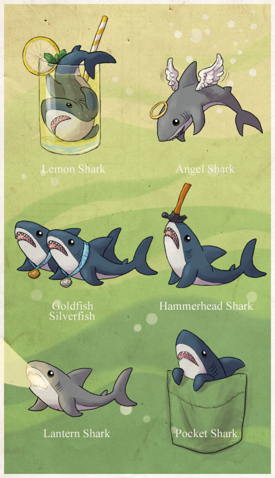Pet Sharknado â€¢ Different kinds of sharks. Part I >> Part III >>