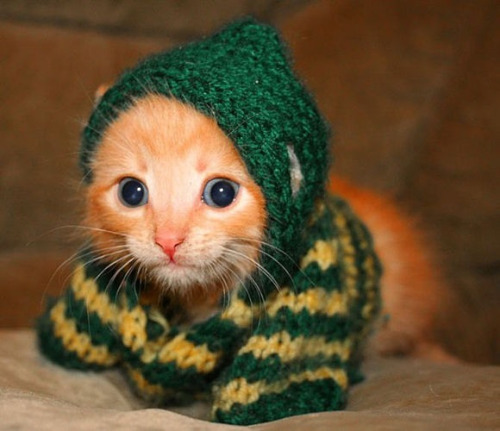 adorable kitten on Tumblr