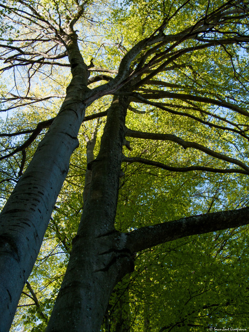 rushingriver:Old beech - new life