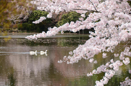 florealegiardini:Sherry blossoms and ducks, Ryoanji temple,...