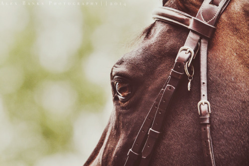 horse photography on Tumblr