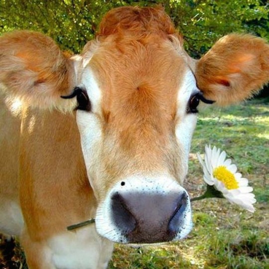 cute cow on Tumblr