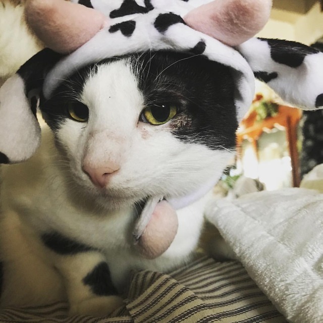 Peldyn and Pixie — #cat or #cow #moocat #costume # ...