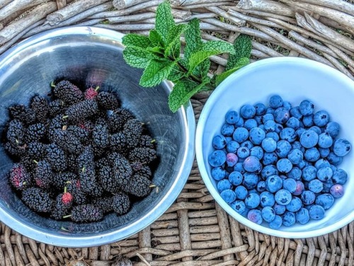 Hey folks. Harvested some some of the berries from the Pouch...