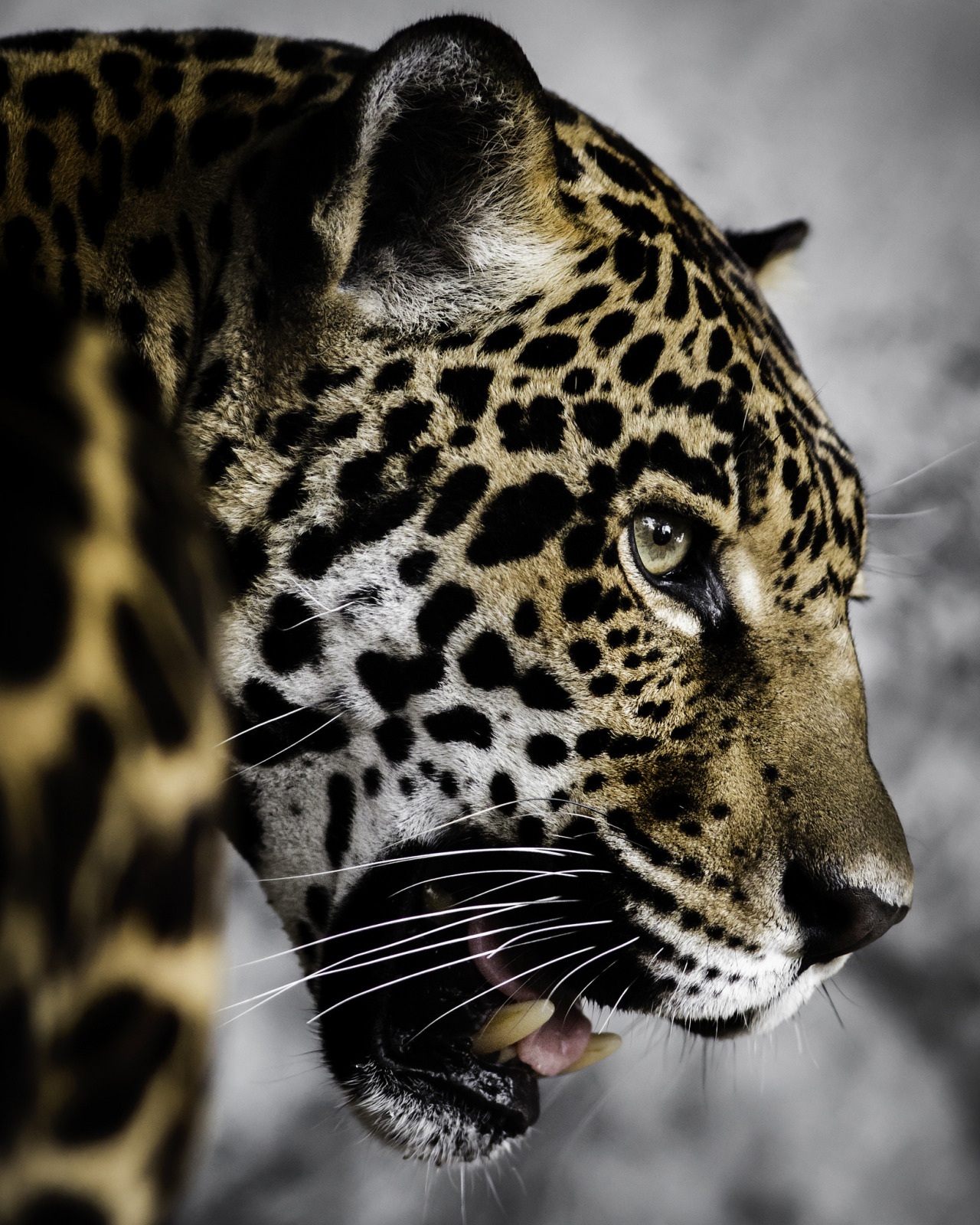 the-south-american-native-word-for-jaguar